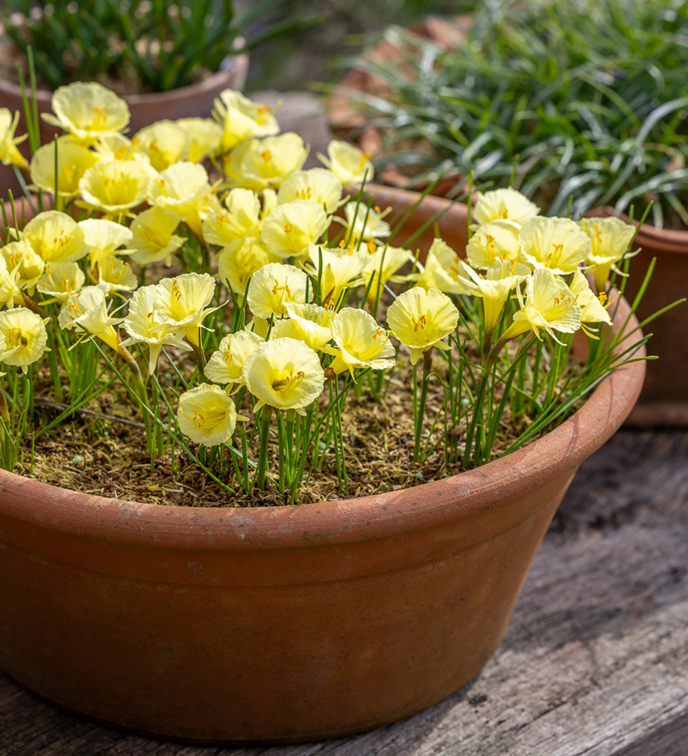 Sarah Raven Bulbs Narcissus Julia Jane Narzissen 15 Zwiebeln