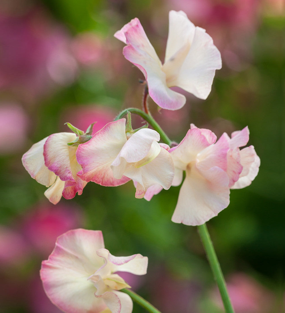 Sarah Raven Seeds Sweet Peas Blumensamen 6 Packungen Duft