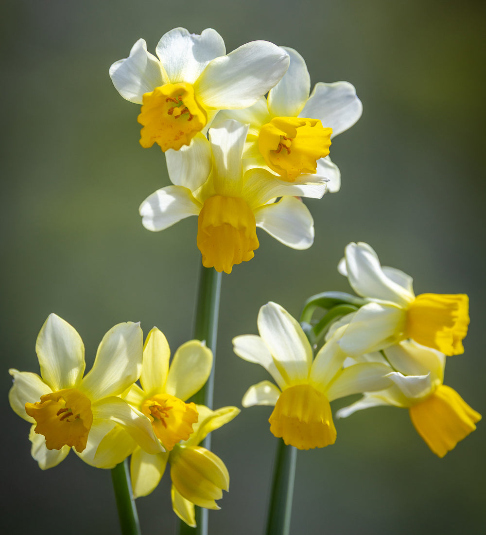 Sarah Raven Narcissus Eaton Song Blumenzwiebeln 15 Stück weiß