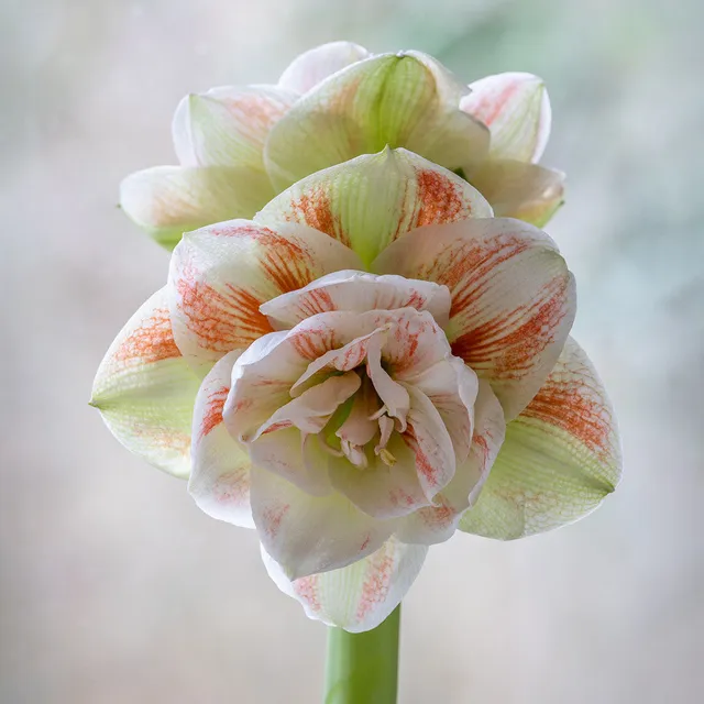 Sarah Raven Bulbs Amaryllis Nymph Blumenzwiebel 1 Stück gefüllt