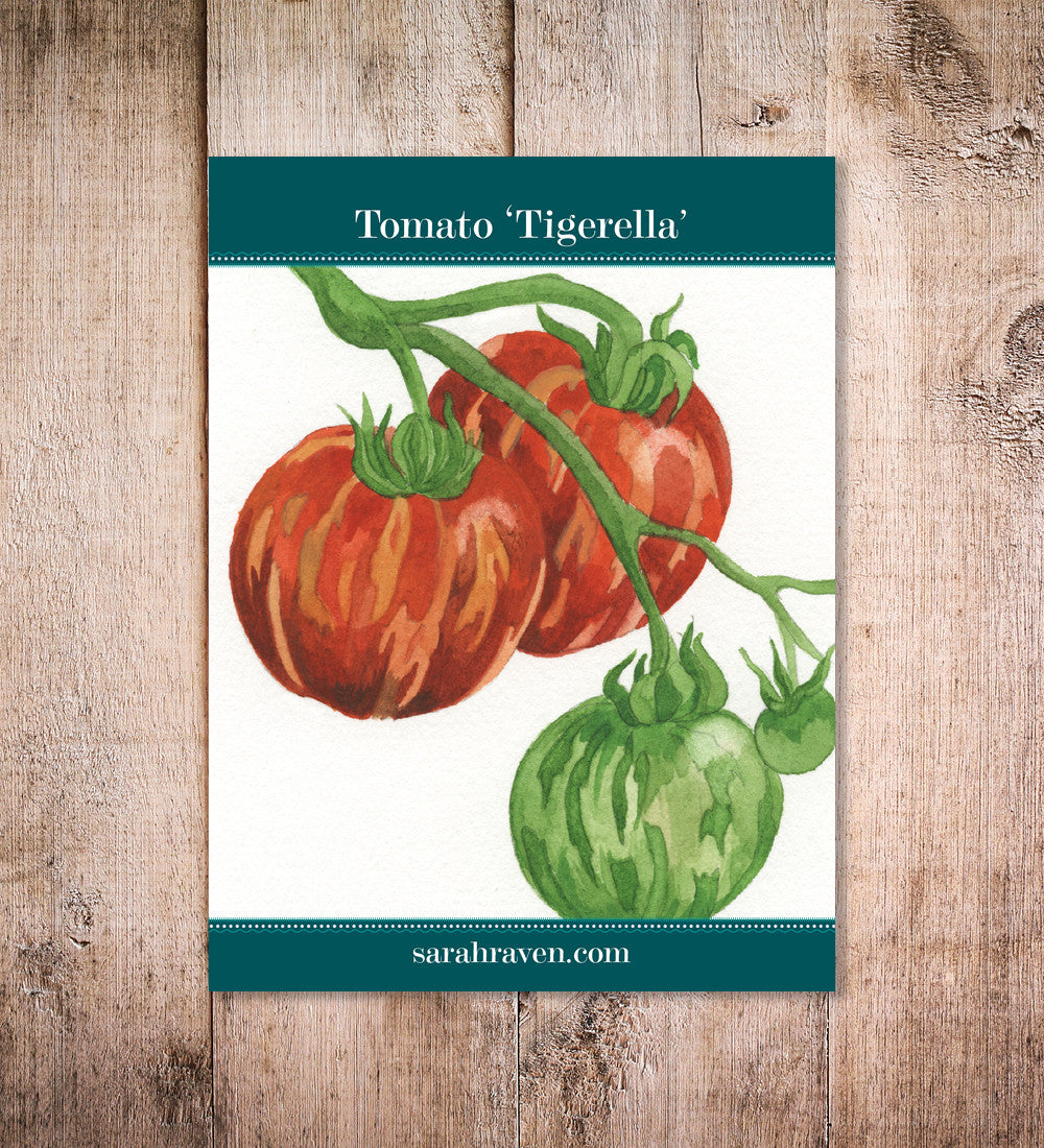 Sarah Raven Seeds Tomate Tigerella Samen 50 Samen gestreift