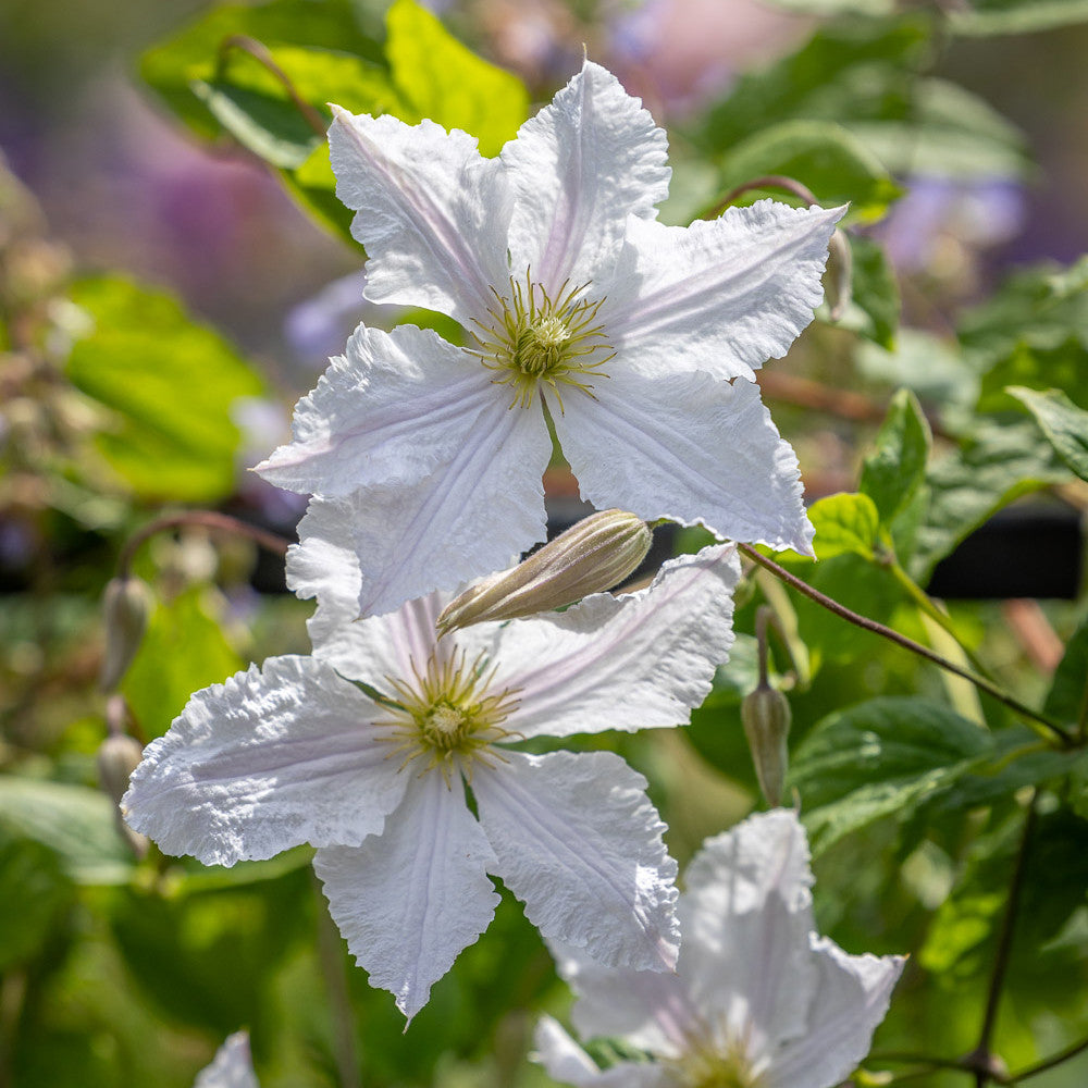 Sarah Raven Plants Crown Clematis Collection Kletterpflanze 3x2L rosa