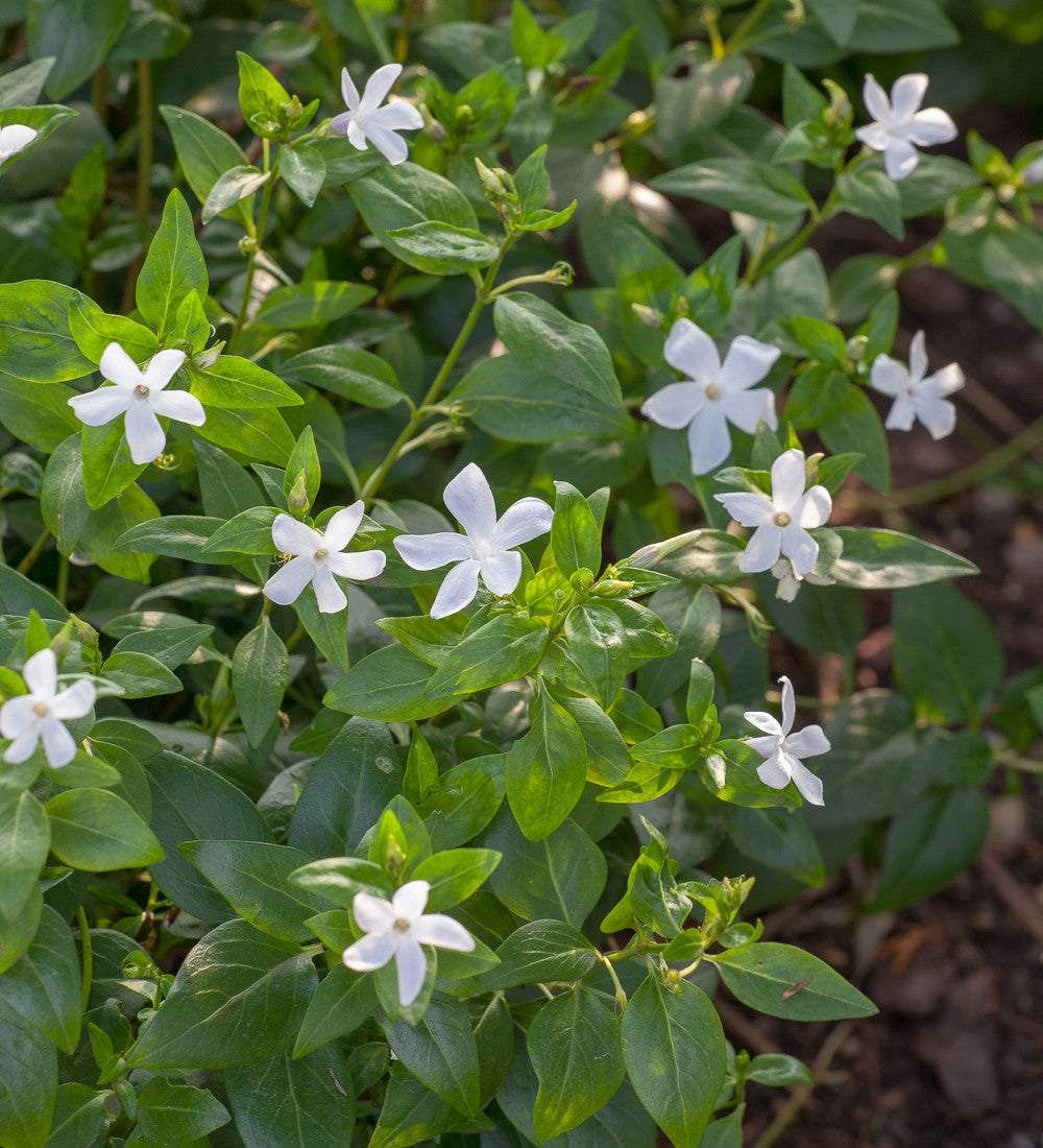 Sarah Raven Plants Vinca Gertrude Jekyll Pflanze 3 x 9cm Topf weiß