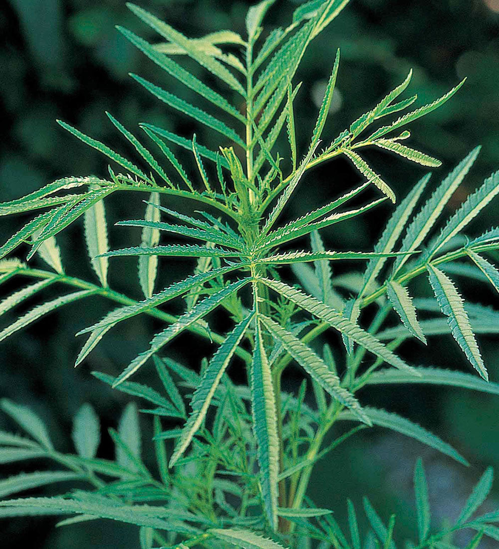 Sarah Raven Tagetes minuta Blumensamen 500 Samen gegen Unkraut