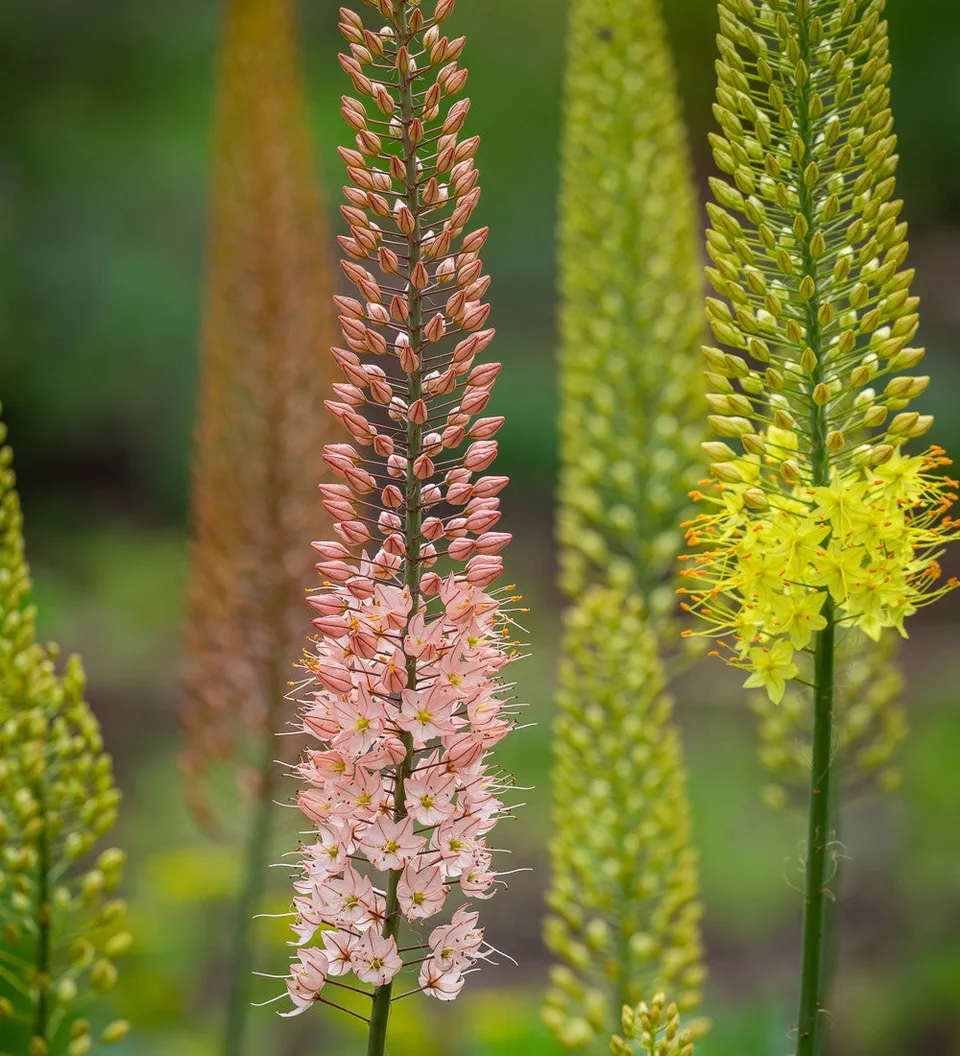 Sarah Raven Bulbs Eremurus Ruiter Hybrids Blumenzwiebeln 3 Wurzeln Sommer