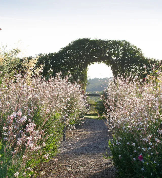 Sarah Raven Seeds Gaura lindheimeri Samen 30 Samen weiß