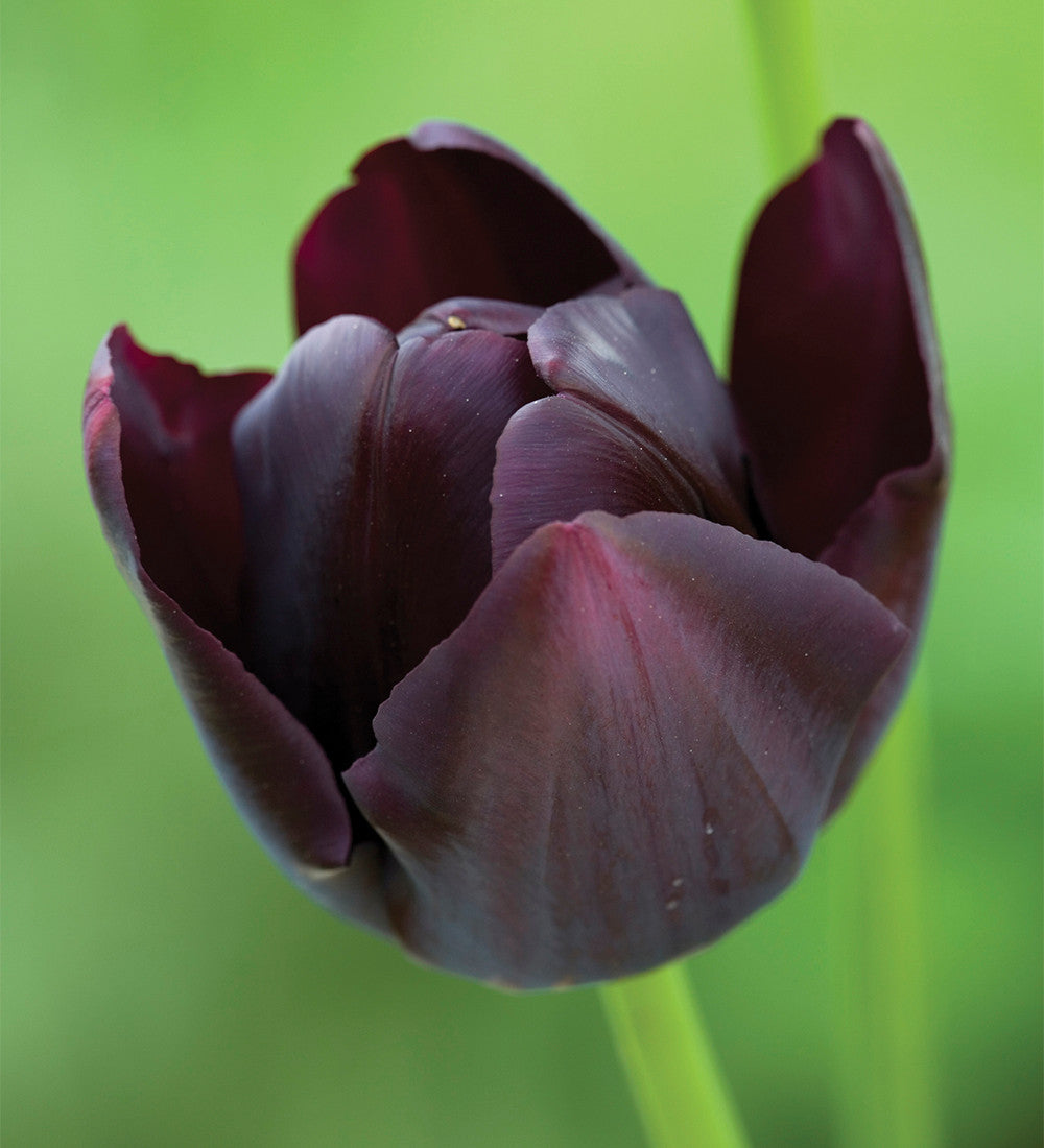 Sarah Raven Bulbs Tuscan Tulip Collection Blumenzwiebeln 30 Stück Mix