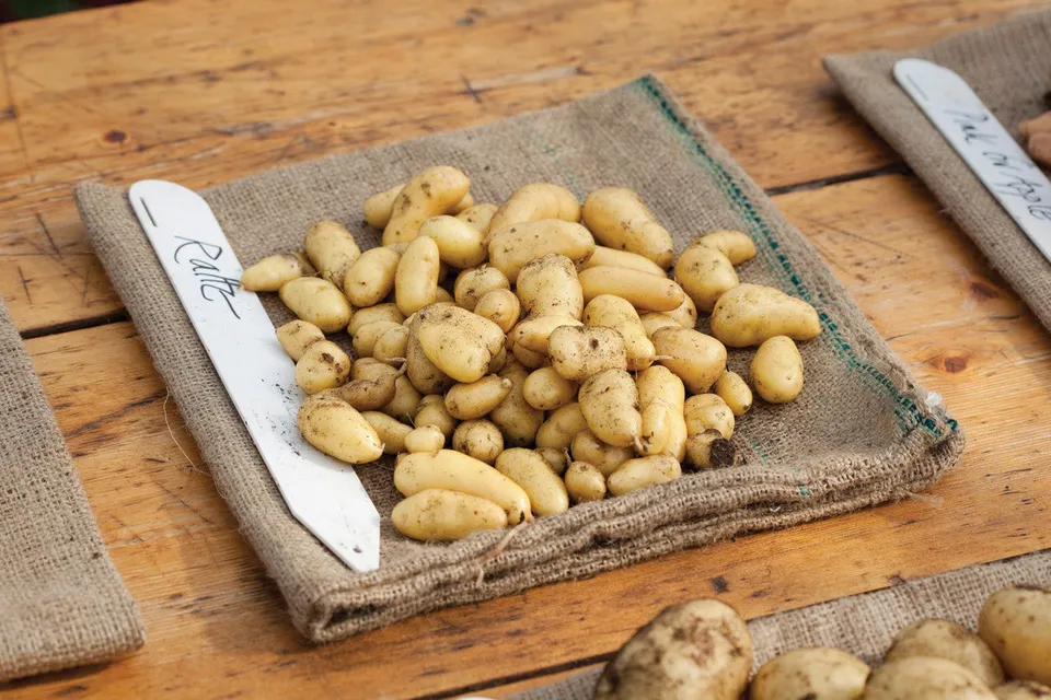 Sarah Raven Plants Kartoffel Ratte Saatkartoffel 1kg Beutel festkochend