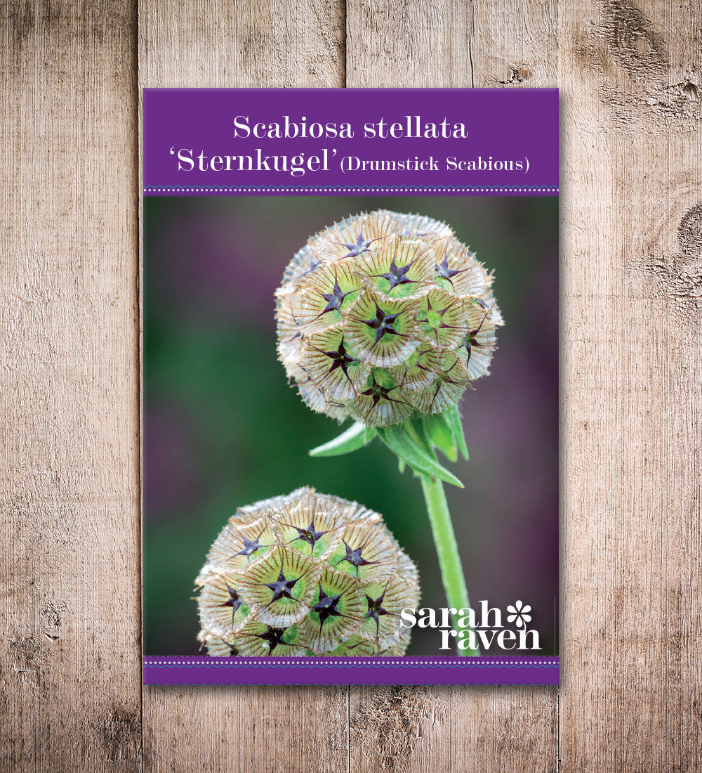Sarah Raven Seeds Scabiosa Sternkugel Blumensamen 50 Trockenblume