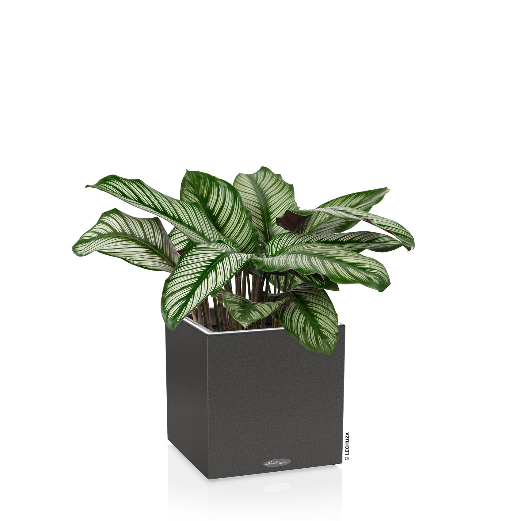 Lechuza Canto Stone 30 Low LED Pflanzgefäß graphitschwarz