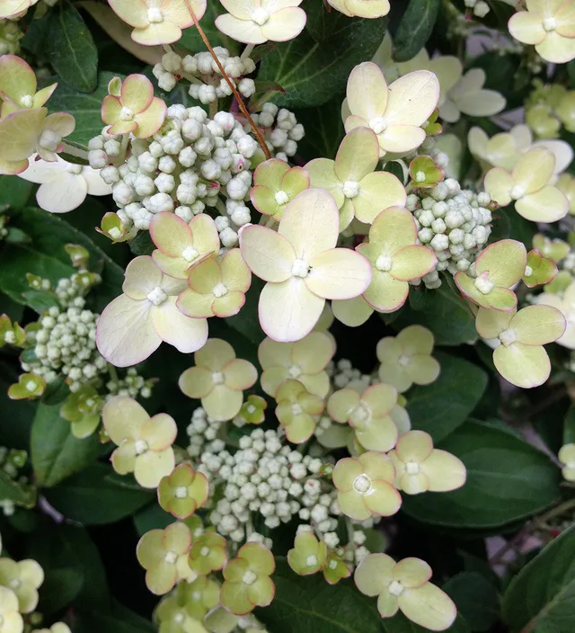 Sarah Raven Hydrangea Polestar Rispenhortensie 2-Liter-Topf kompakt