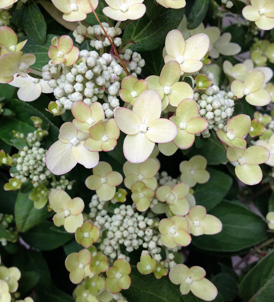Sarah Raven Hydrangea Polestar Rispenhortensie 2-Liter-Topf kompakt