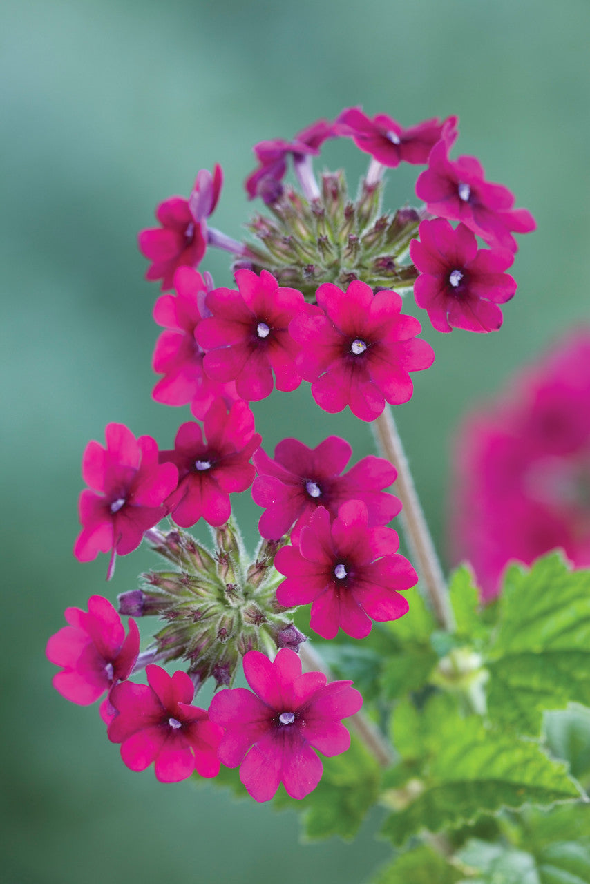 Sarah Raven Plants Verbena Collection Pflanzen 9 Töpfe hängend