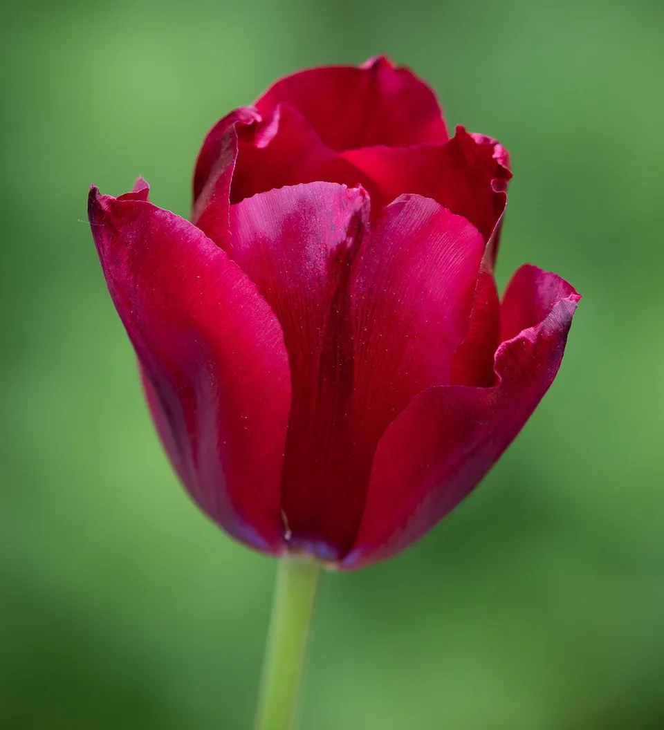 Sarah Raven Bulbs Tulip National Velvet Tulpenzwiebeln 10 Stück dunkel