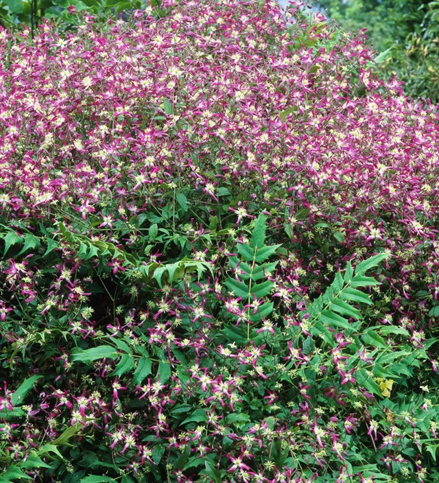 Sarah Raven Plants Clematis Rubromarginata Kletterpflanze 2L Topf duftend