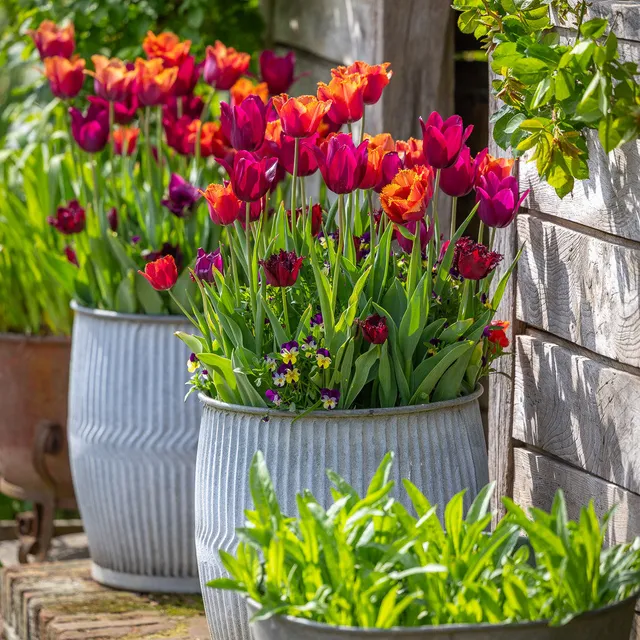 Sarah Raven Bulbs Chelsea Tulpen Kollektion Zwiebeln 30 Stück rot