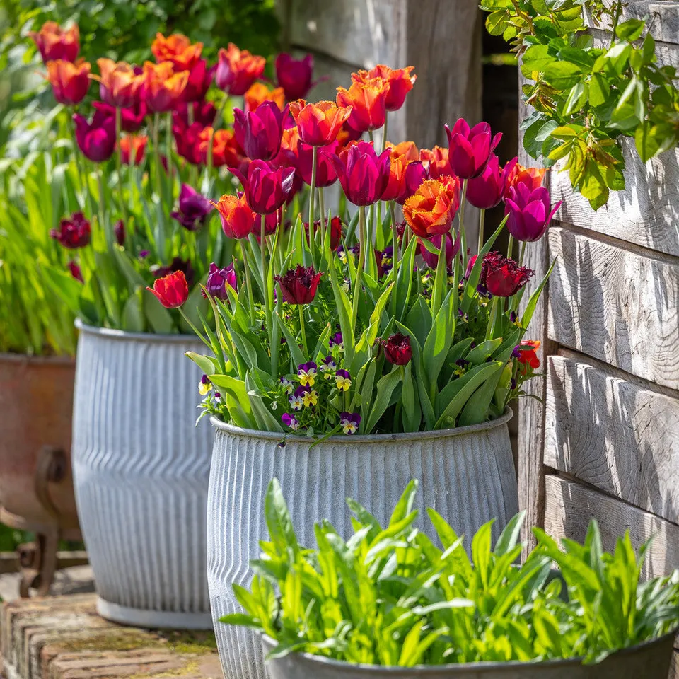 Sarah Raven Bulbs Chelsea Tulpen Kollektion Zwiebeln 30 Stück rot