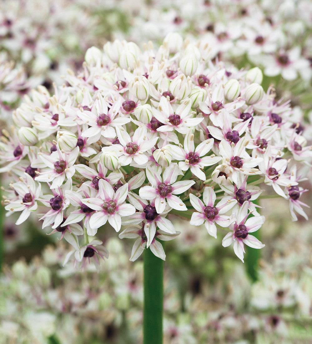 Sarah Raven Allium Silver Springs Blumenzwiebeln 3 Stück weiß