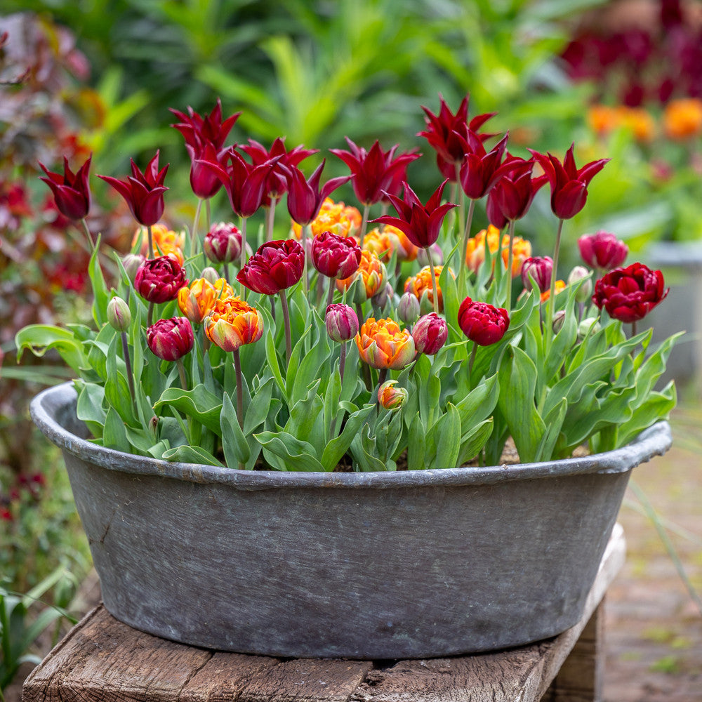 Sarah Raven Bulbs Bournville Orange Tulpen Kollektion 45 Stück
