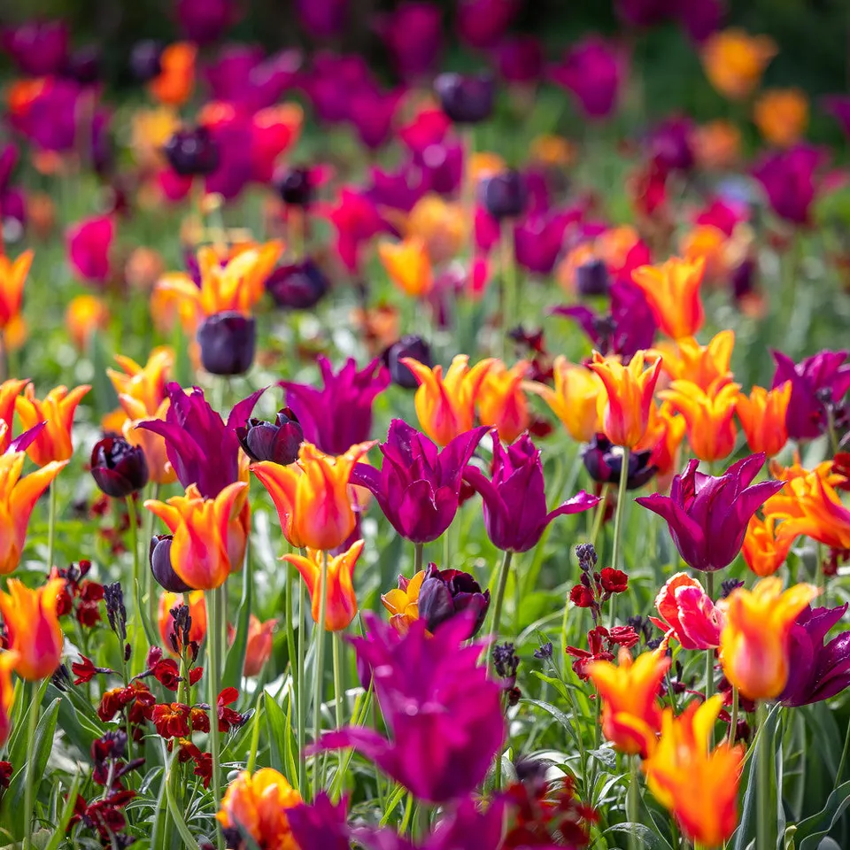 Sarah Raven Trooping the Colour Tulpenzwiebeln 75 Zwiebeln Mix