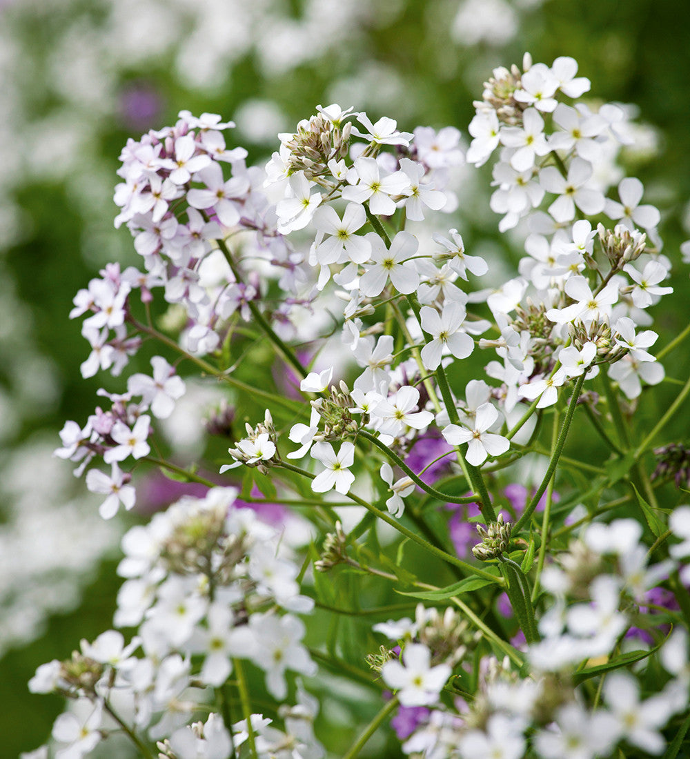 Sarah Raven Plants Hesperis albiflora Saatgut 500 Samen weiß duftend