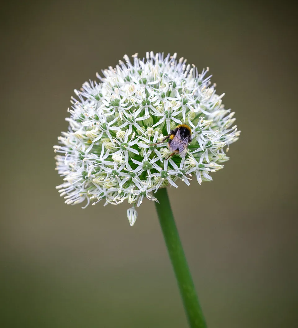 Sarah Raven Allium White Giant Blumenzwiebeln 6 Stück
