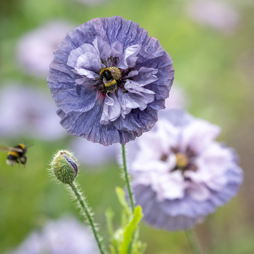 Sarah Raven Papaver Amazing Grey Mohnsamen 500 Samen grau