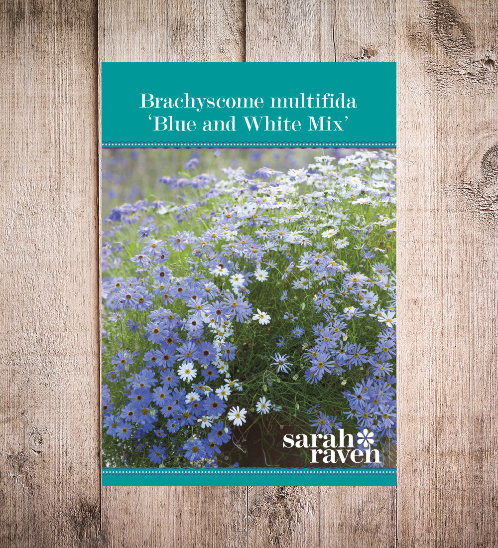 Sarah Raven Seeds Brachyscome Multifida Samen 250 blau-weiß