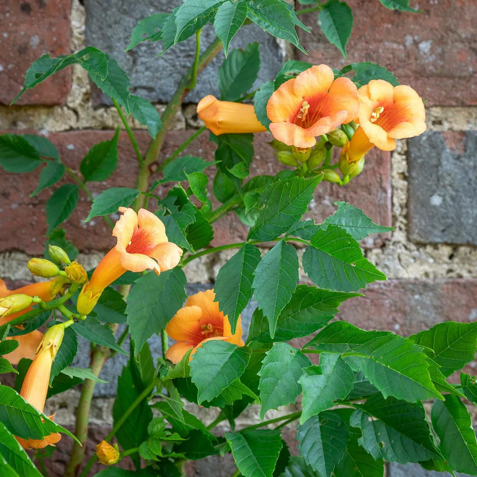 Sarah Raven Plants Campsis Indian Summer Kletterpflanze 2-Liter-Topf