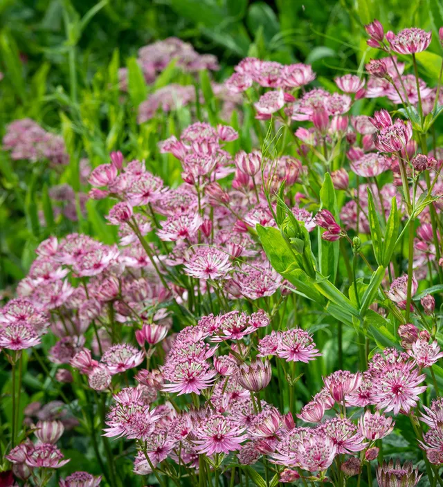 Sarah Raven Plants Astrantia Sparkling Stars Pink Pflanze 3x 9cm langblühend