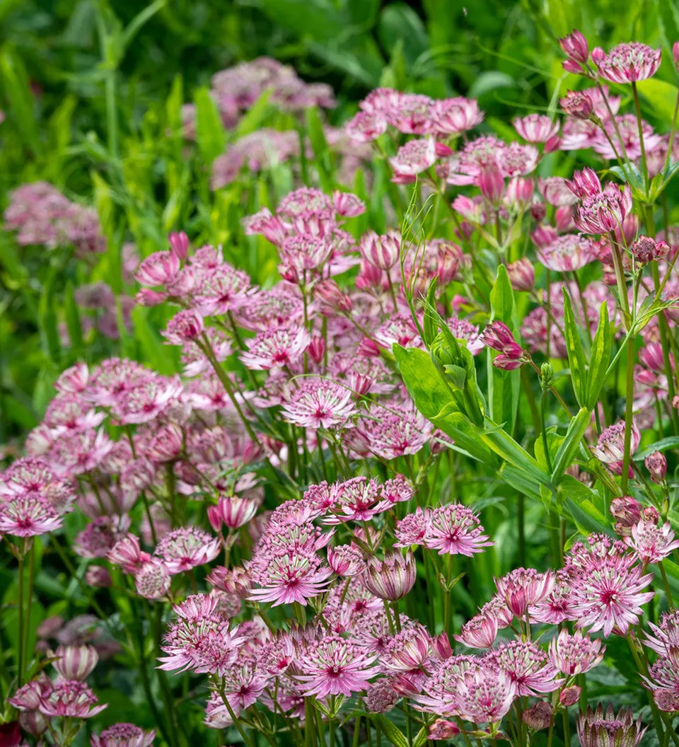 Sarah Raven Plants Astrantia Sparkling Stars Pink Pflanze 3x 9cm langblühend