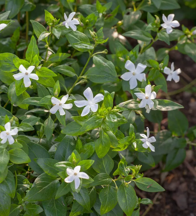 Sarah Raven Plants Vinca Gertrude Jekyll Pflanze 3 x 9cm Topf weiß