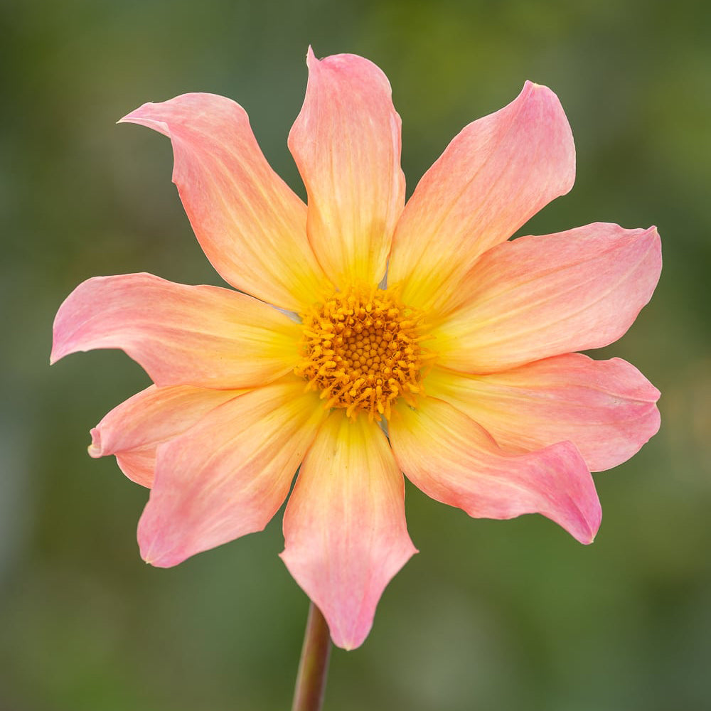 Sarah Raven Bulbs Dahlia Kilo Dahlienknolle 3 Knollen pfirsich