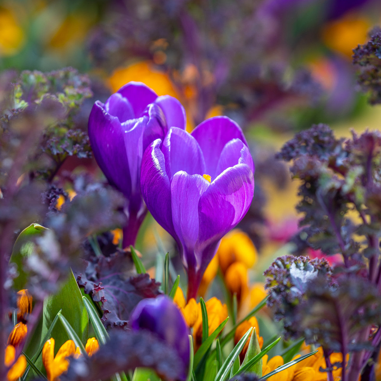 Sarah Raven Crocus Flower Record Blumenzwiebeln 25 Stück lila