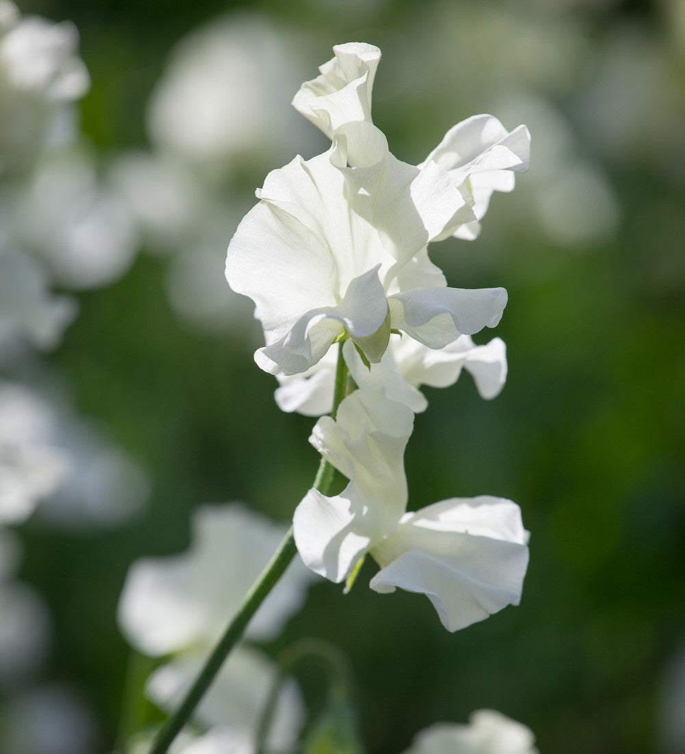 Sarah Raven Seeds Aegean Summer Sweet Pea Samen 20 duftend