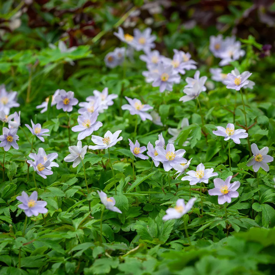 Sarah Raven Bulbs Anemone Robinsoniana Zwiebeln 10 Rhizome