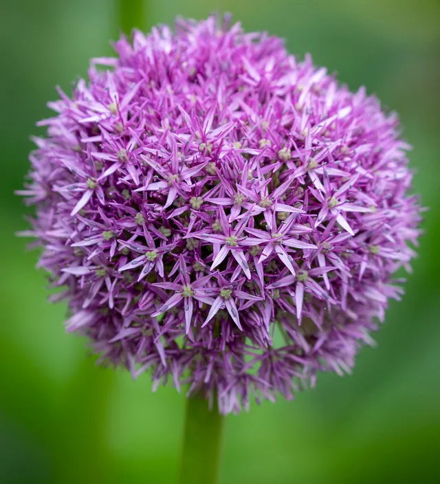 Sarah Raven Bulbs Allium Globemaster Blumenzwiebeln 3 Stück