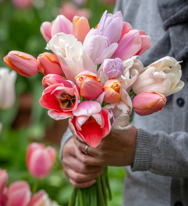 Sarah Raven Bulbs Light the Shade Tulpen-Kollektion 40 Zwiebeln mix