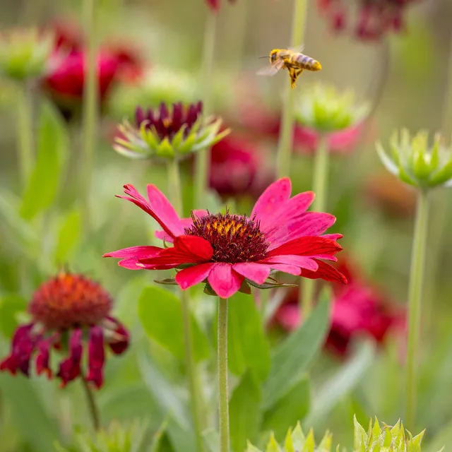 Sarah Raven Plants Gaillardia Burgunder Pflanze 3x 9cm Topf rot