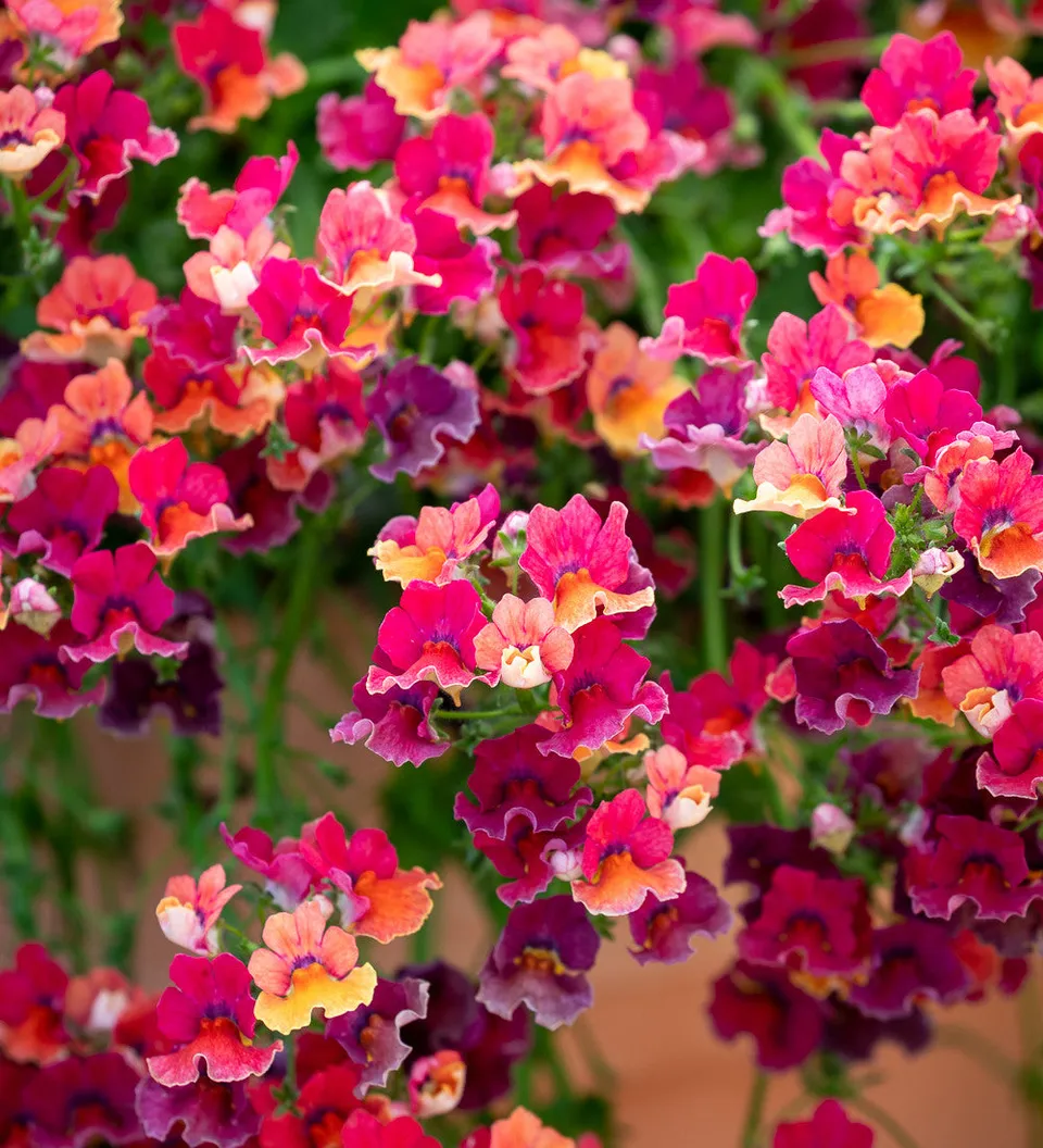 Sarah Raven Plants Nemesie Nesia Tropical 3x 9cm Topf