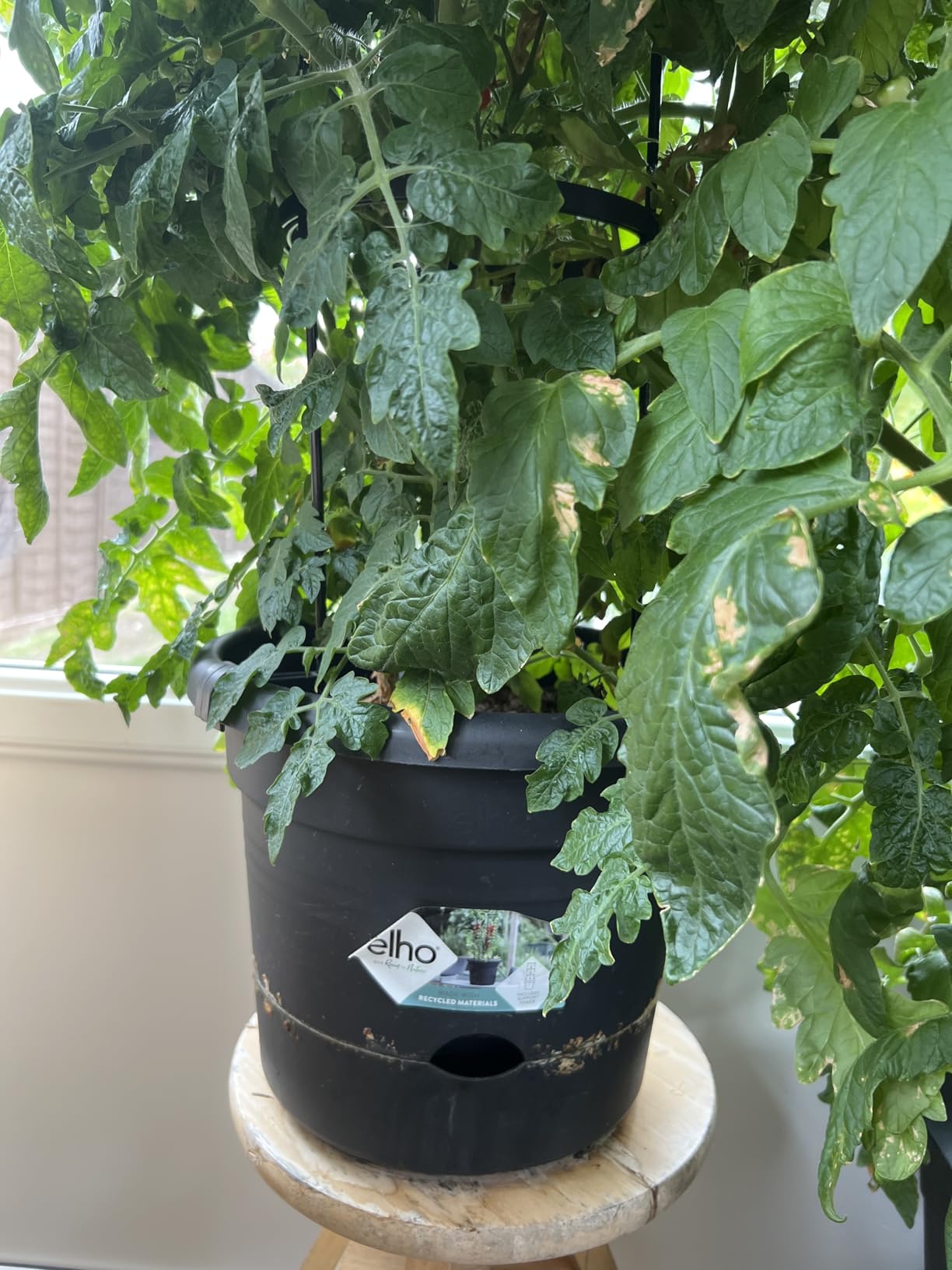 elho Green Basics Tomatentopf 33cm Pflanztopf Schwarz mit Rankgitter