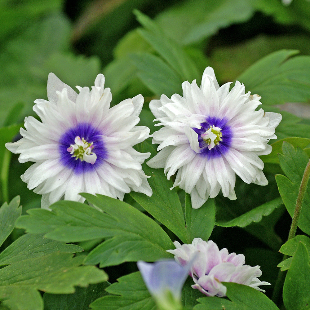 Sarah Raven Bulbs Anemone Blue Eyes Rhizom 5 Rhizome blau