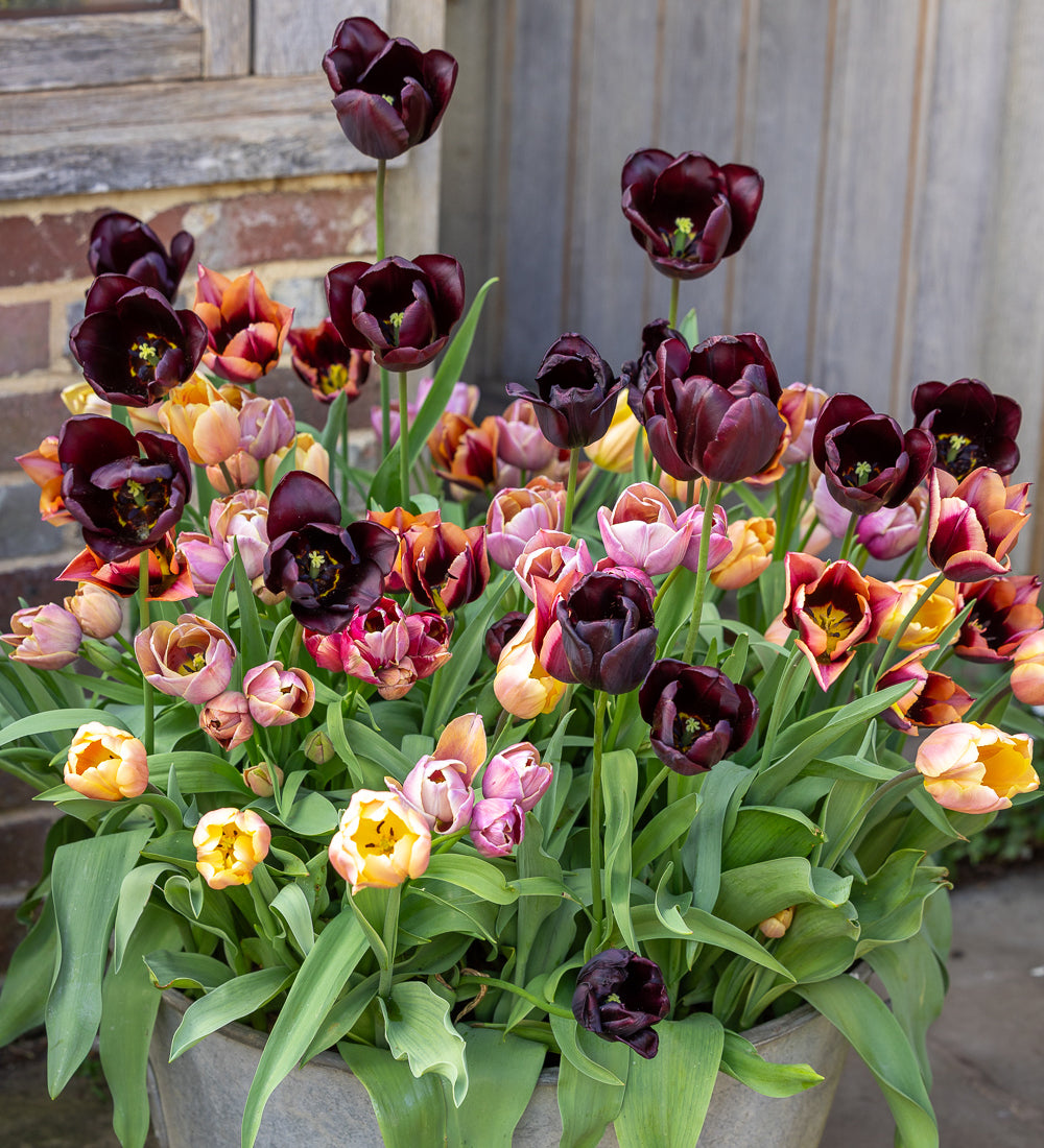 Sarah Raven Bulbs Smokey Hues Tulpenzwiebeln 20 Stück Schnittmischung