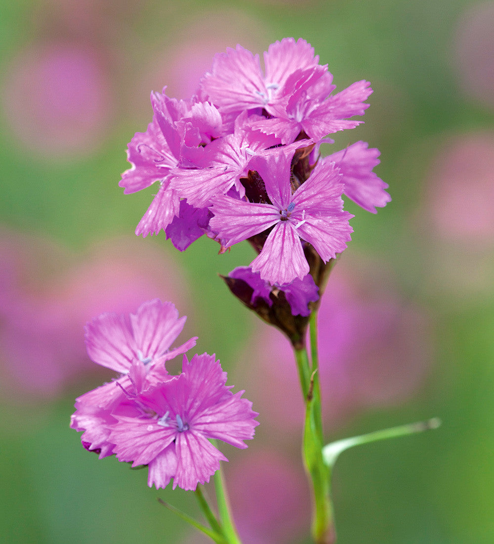Sarah Raven Dianthus carthusianorum 3x 9cm Topf Nelke