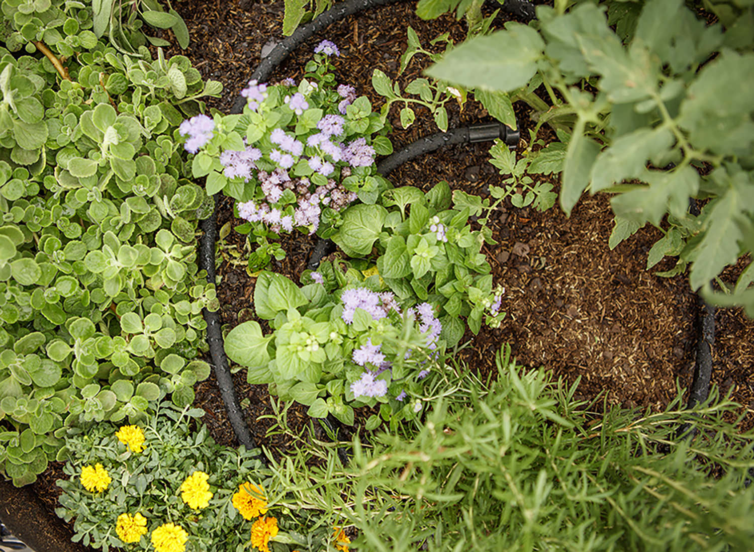 Smart Pot Bed Wetters Tropfschlauch wassersparend Beet