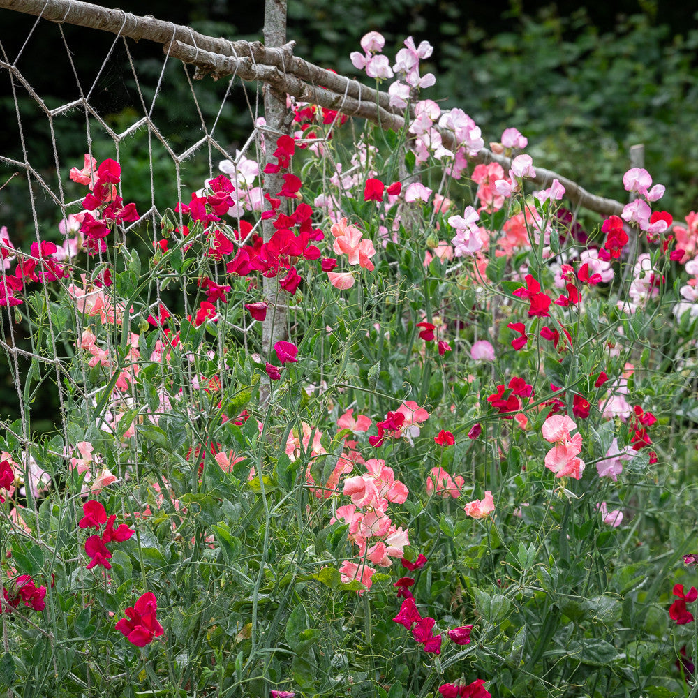 Sarah Raven Seeds Sweet Peas Blumensamen 6 Packungen Duft
