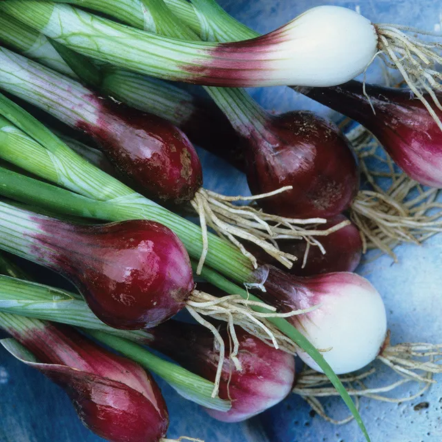 Sarah Raven Seeds Frühlingszwiebel North Holland Blood Red 500 Samen