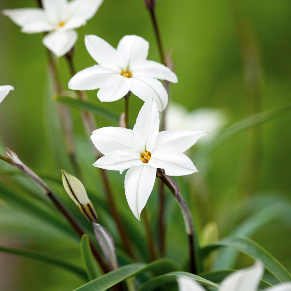 Sarah Raven Bulbs Blue and White Spring Collection Blumenzwiebeln 60 Stück