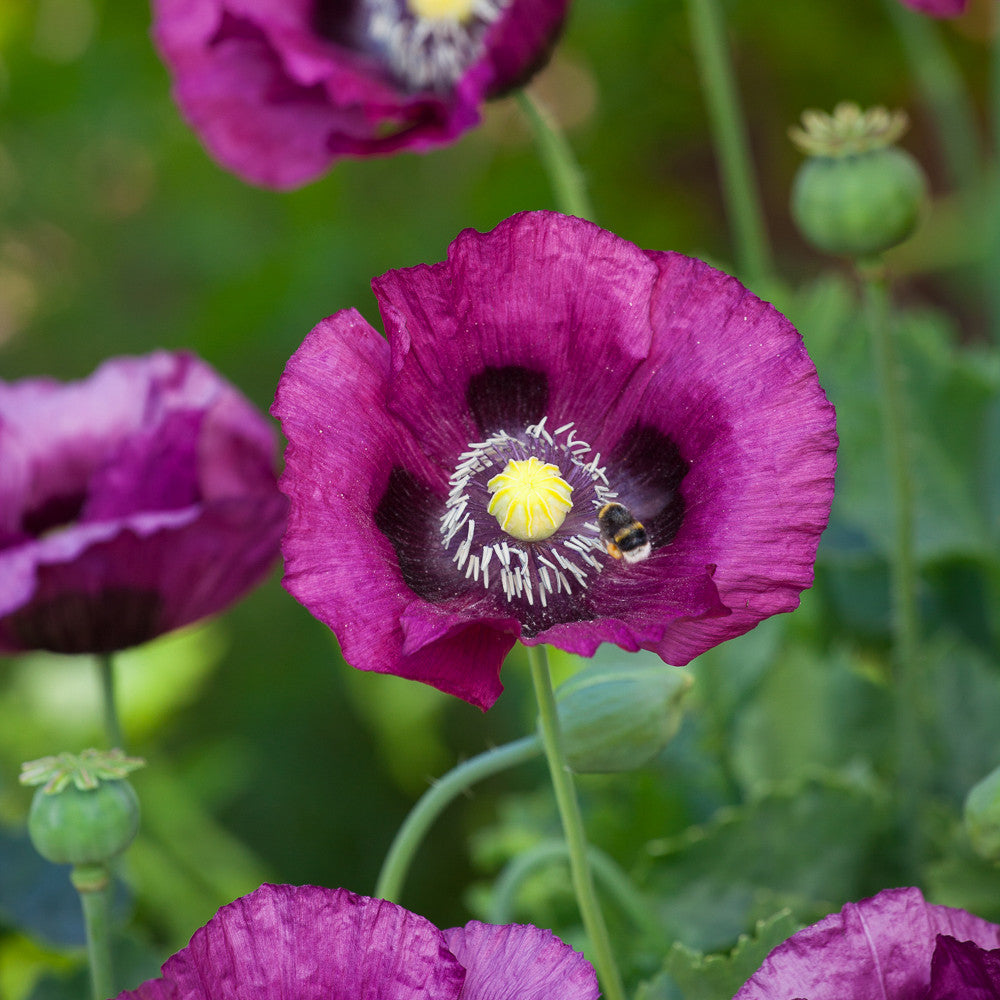 Sarah Raven Seeds Papaver Dark Plum Mohn Samen 100 Samen Pflaume