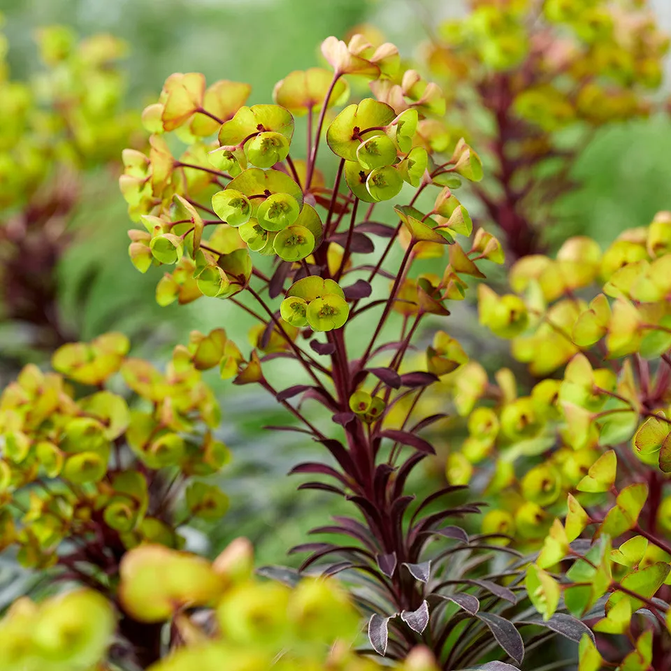 Sarah Raven Plants Euphorbia Miners Merlot Pflanze 3x 9cm